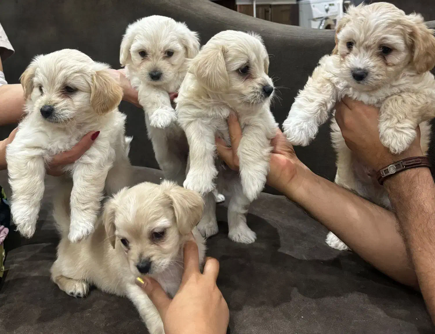 سگ نژادترکیب شیتزو و پودل سایز ریز|سگ|قم, هفت تیر|دیوار