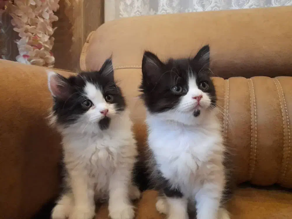 گربه|گربه|میاندوآب, |دیوار