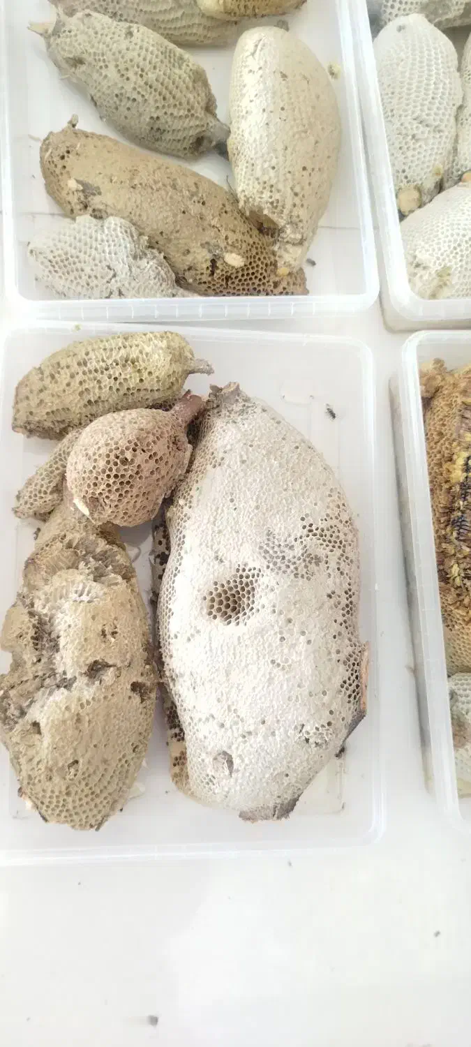 عسل وحشی طبیعی|خوردنی و آشامیدنی|بند زرک, |دیوار