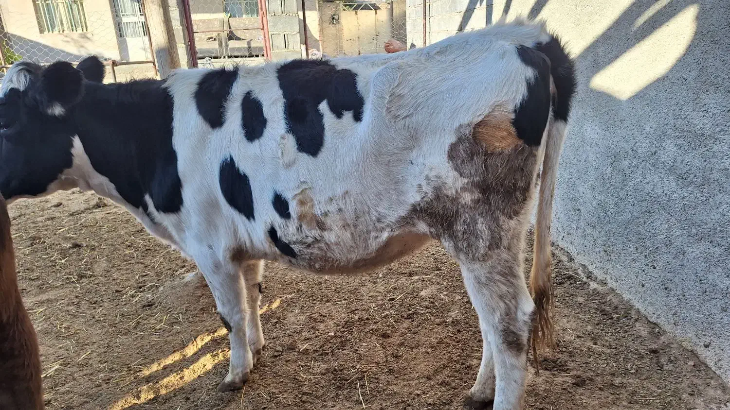 تلیسه از یک ماه ابستن تا ۶ ماه|حیوانات مزرعه|شیروان (خراسان), |دیوار