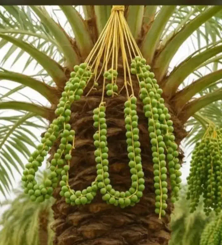 جونگ درخت مضافتی ده ساله به هر تعدای که بخوهید|خدمات باغبانی و درختکاری|بم, |دیوار