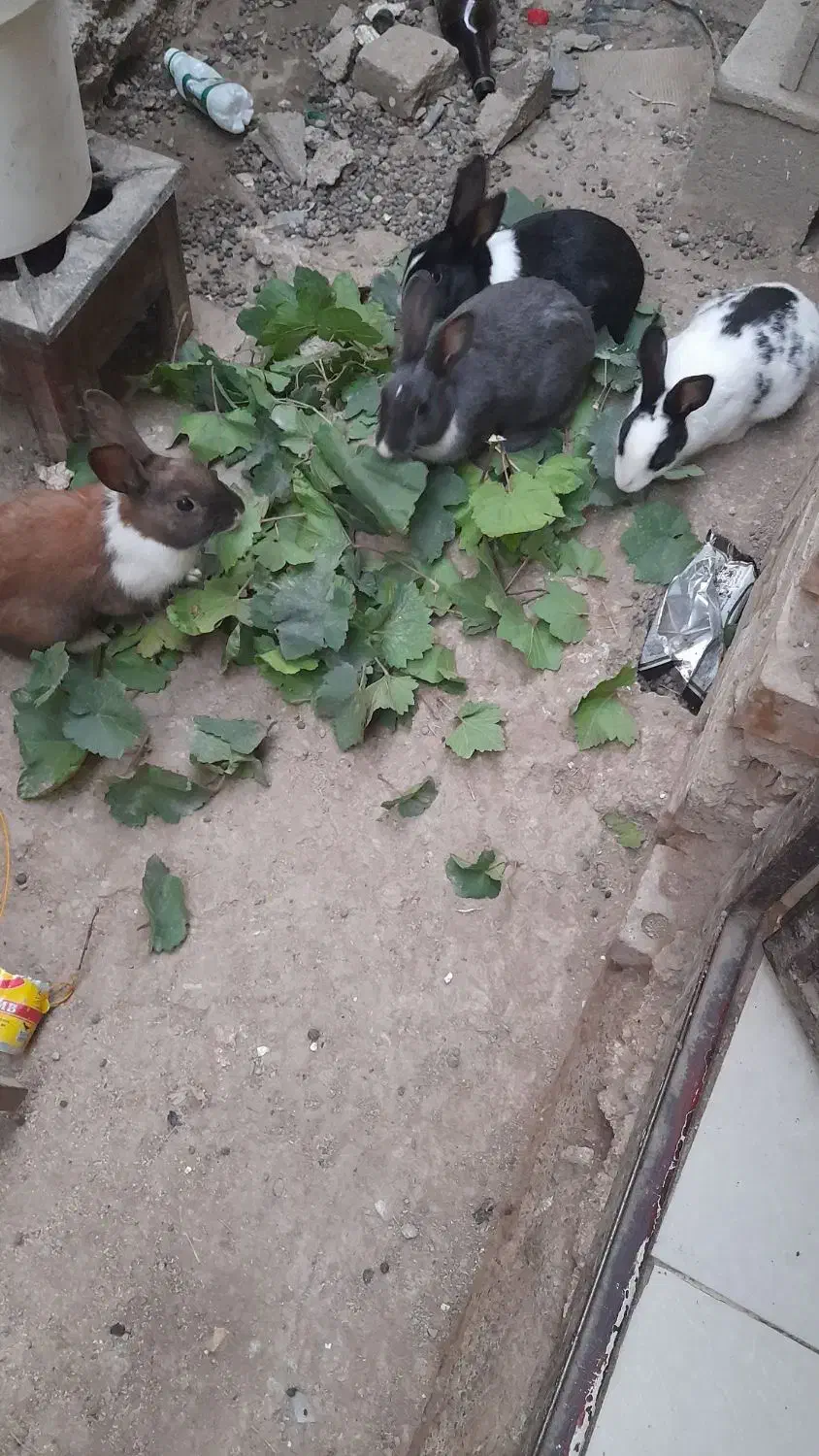 چهارتا باهم ۵۰۰|موش و خرگوش|گنبد کاووس, |دیوار