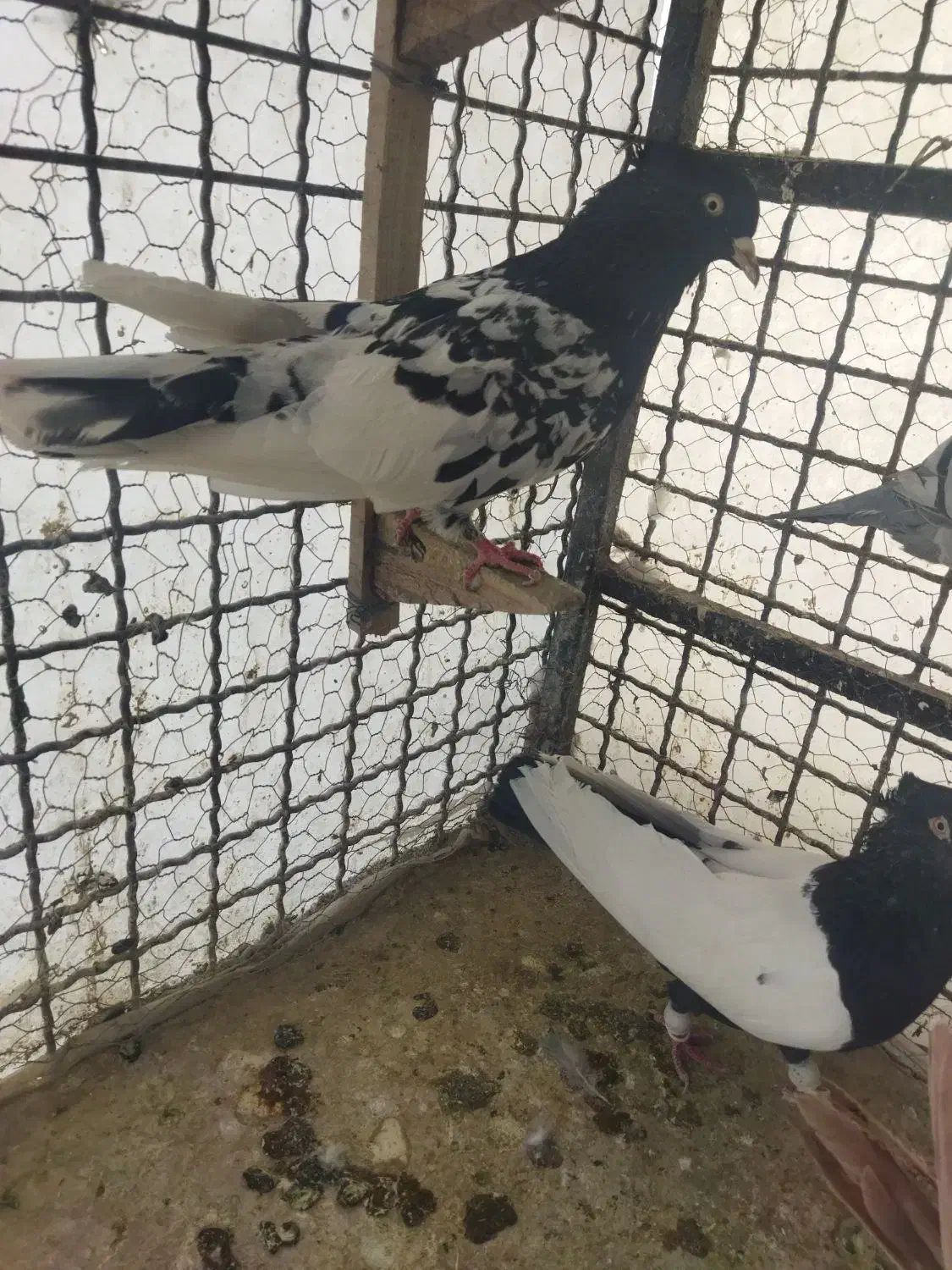 کفتر پلنگ افغانی و طاووسی ،ساده کاملی و کله سیاه|پرنده|مشهد, امیریه|دیوار