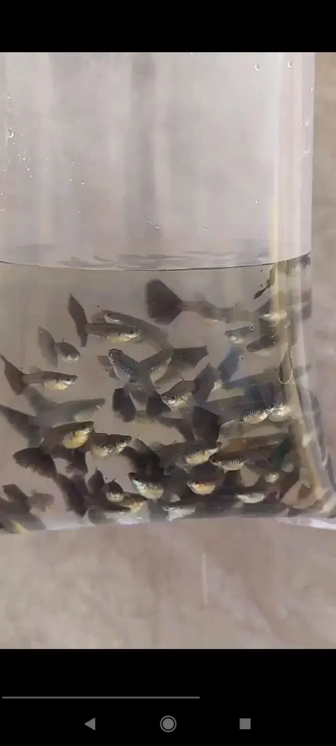 ۵۰۰ عدد ماهی گوپی بلو ایگل نژاد خاص و کمیاب|ماهی|تهران, والفجر (افسریه)|دیوار