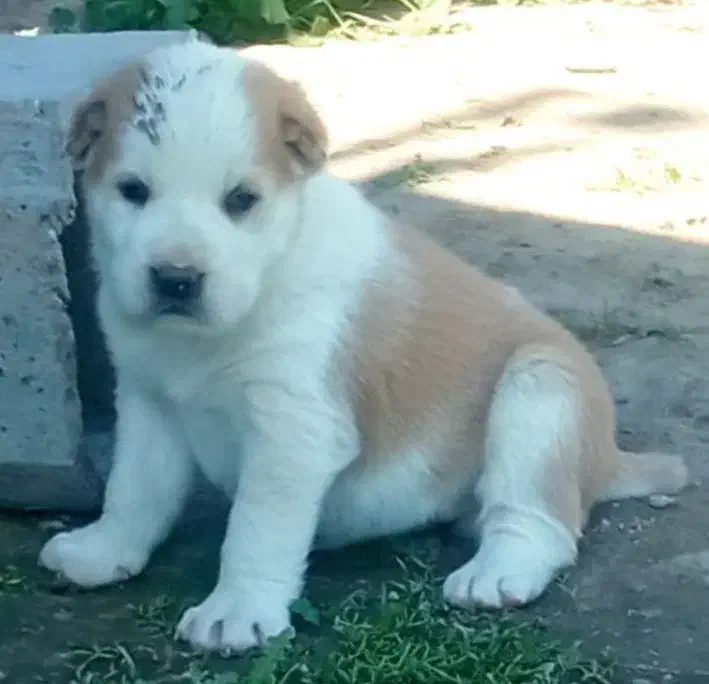 سگ الابای ترکمن و الابای روس گارد نگهبان گله|سگ|کرج, گلستان|دیوار