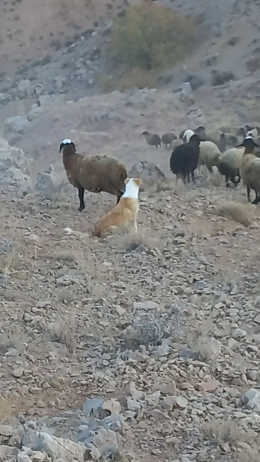 توله سگ|سگ|آبگرم, |دیوار