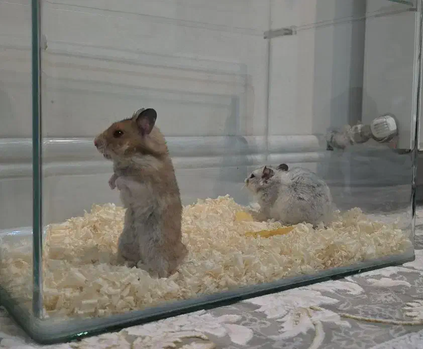 همستر نر و ماده|موش و خرگوش|مشهد, کوشش|دیوار