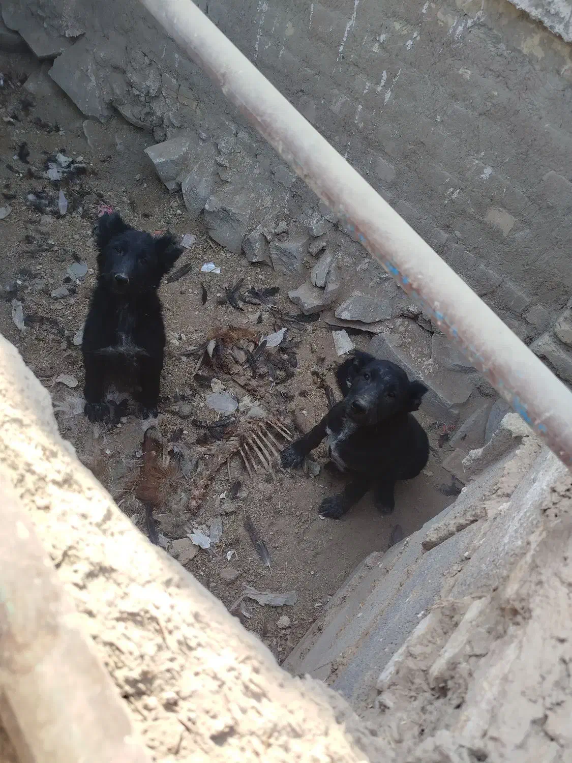 سگ قدرجونی|سگ|رودشت (اصفهان), |دیوار