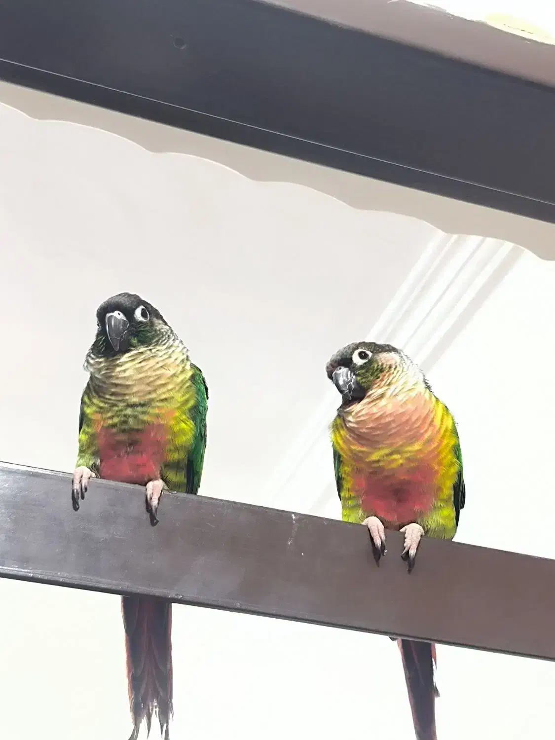 گرینچیک|پرنده|میناب, |دیوار