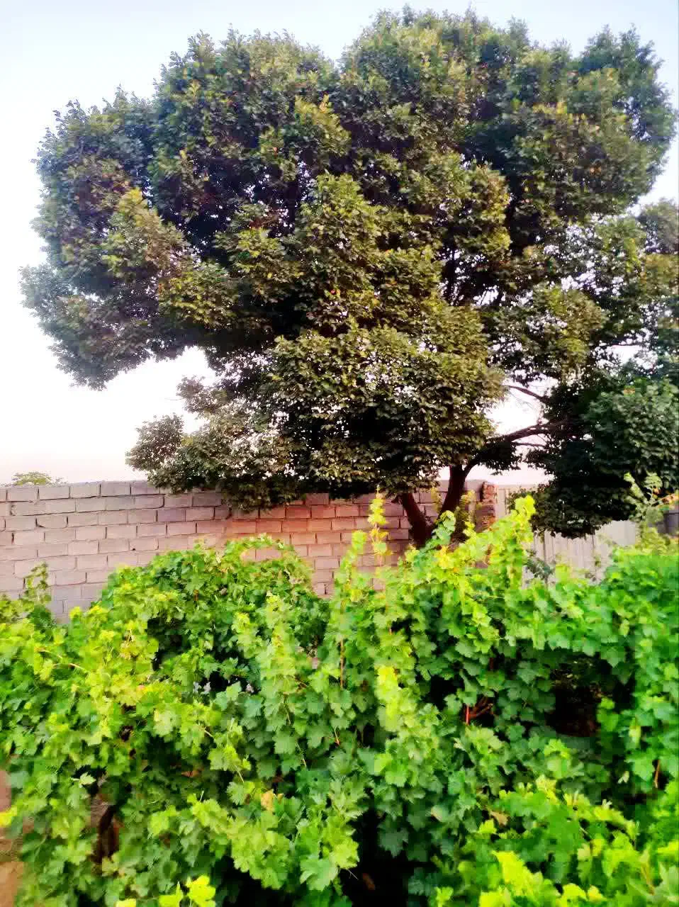 باغچه وباغ درخت انگور در قطعات ۵۰۰ متر چهار دیواری|فروش زمین و ملک کلنگی|رباط‌کریم, انجم آباد|دیوار