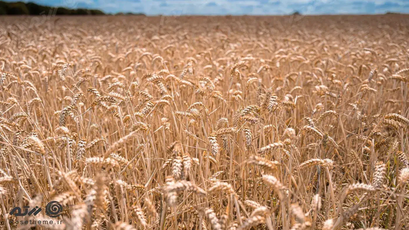 اجاره زمین کشاورزی|اجارهٔ دفتر صنعتی، کشاورزی، تجاری|دوگنبدان, |دیوار