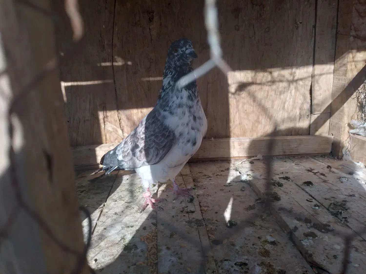 کبوتر.|پرنده|قم, شهرک طالقانی|دیوار