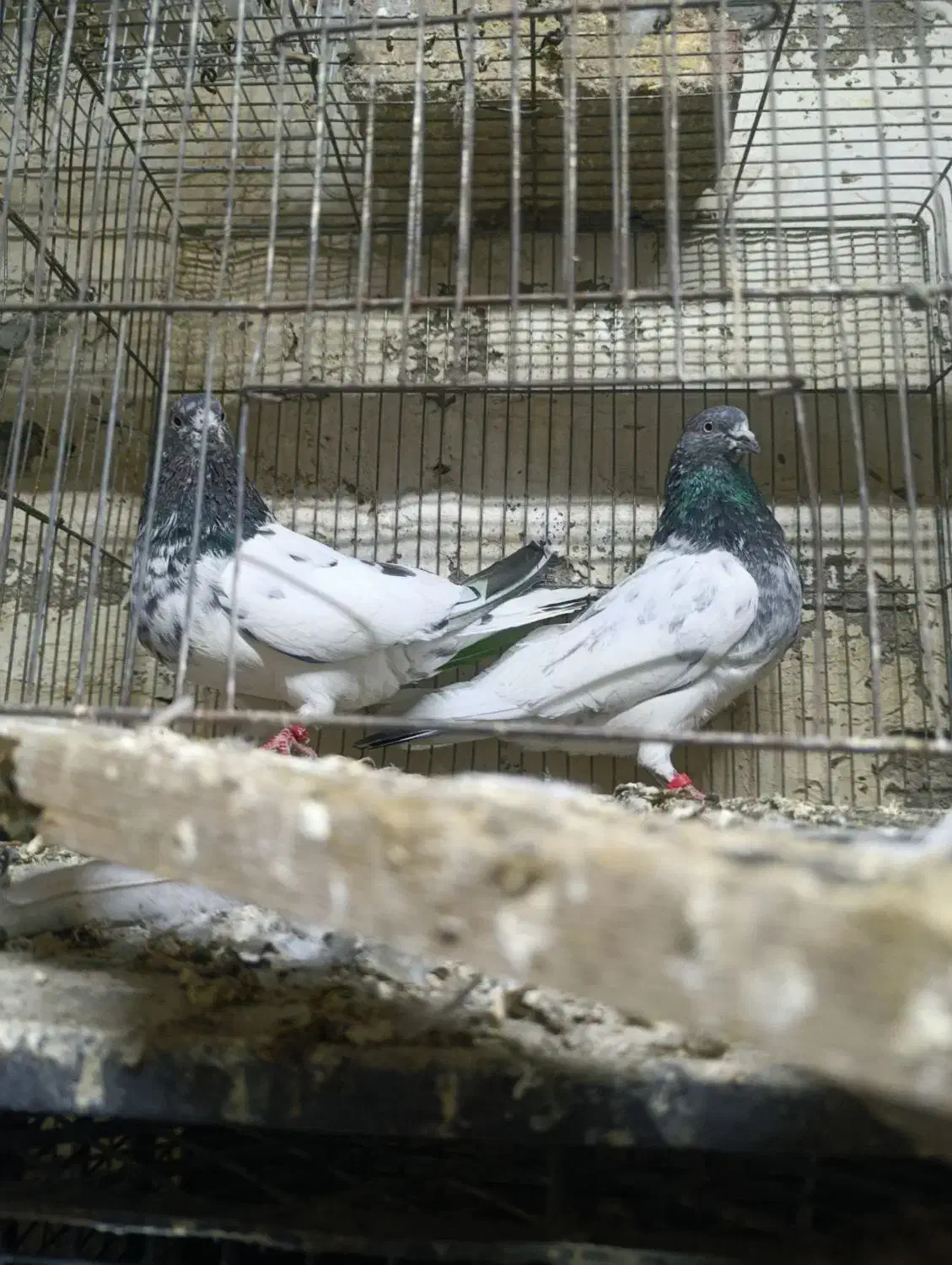 کبوتر|پرنده|بیستون, |دیوار