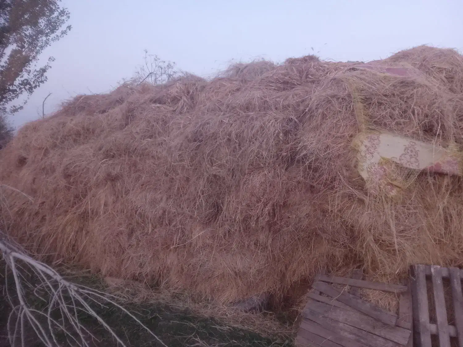 تعدادی علوفه قاطی با یونجه|خدمات باغبانی و درختکاری|شوط, |دیوار