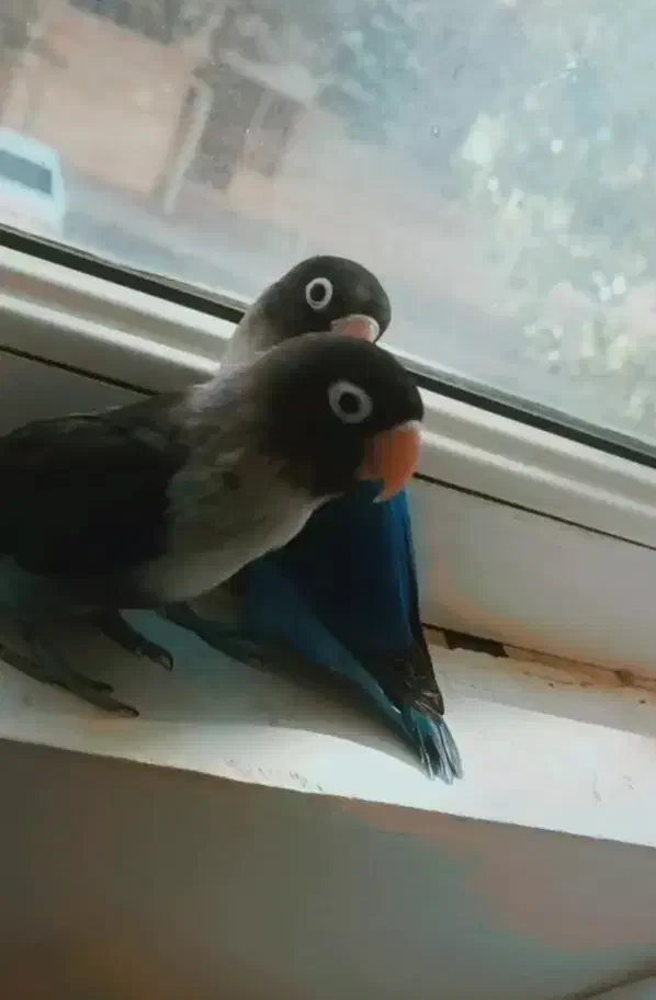 جفت طوطی برزیلی بالغ|پرنده|محمدیه-قزوین, |دیوار