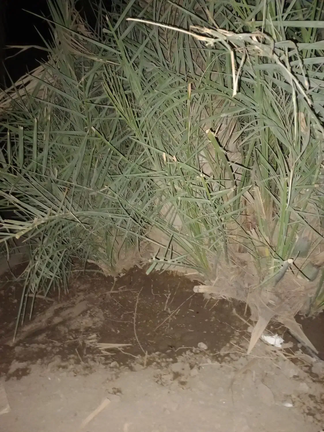 تعدادی فسیل مضافتی بفروش میرسد|کلکسیون و سرگرمی|کهنوج, |دیوار