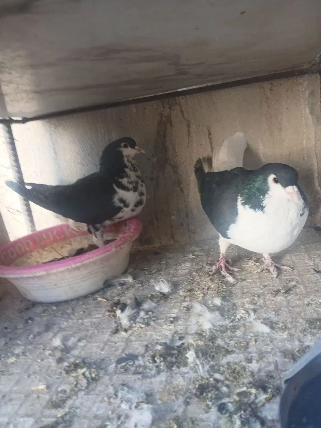 کفتر جفتگاه کرواتی|پرنده|سبزوار, پاسداران|دیوار