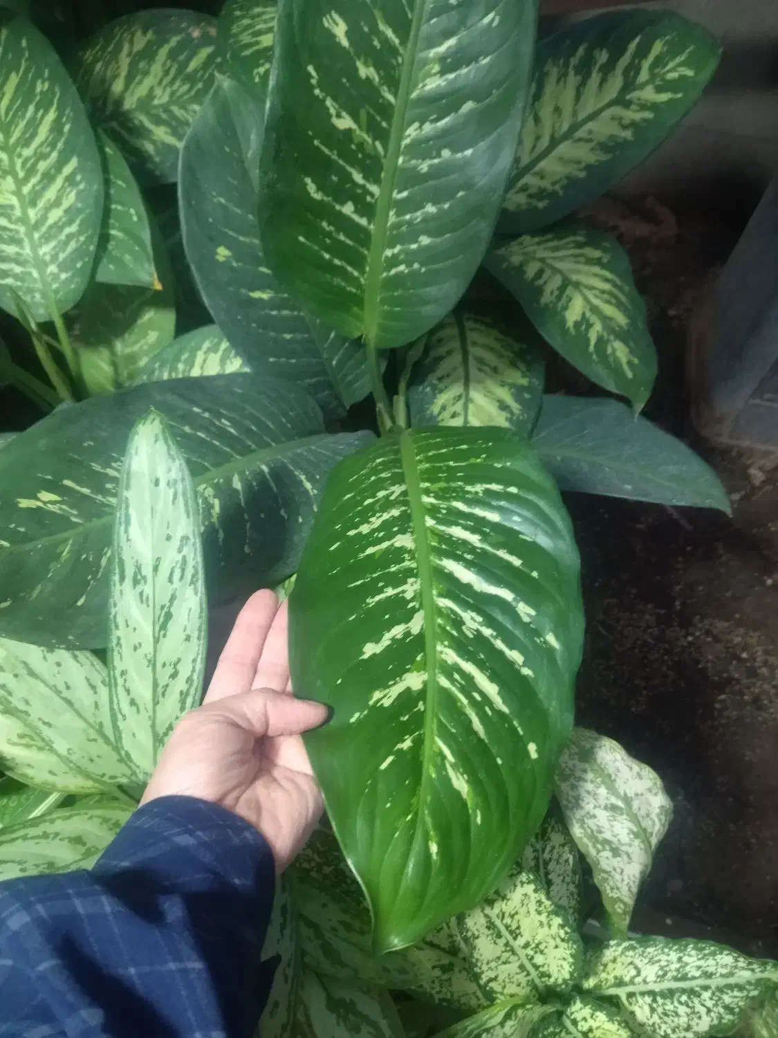 فروش گل و گیاه زینتی و آپارتمانی|گل و گیاه طبیعی|بیرجند, |دیوار