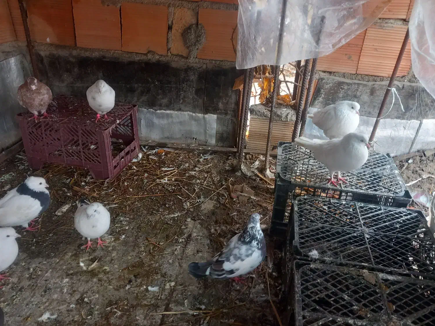 کفتر پرشی|پرنده|سرخنکلاته, |دیوار