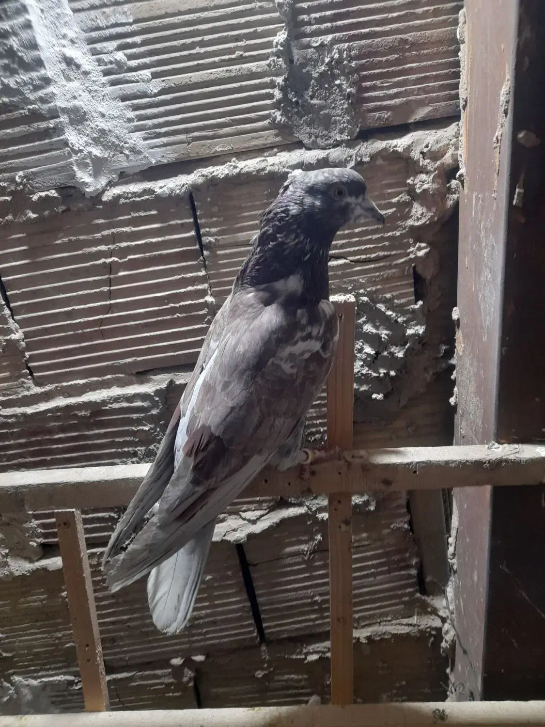 کفتر پرشی|پرنده|فردیس, شهرک ارم|دیوار