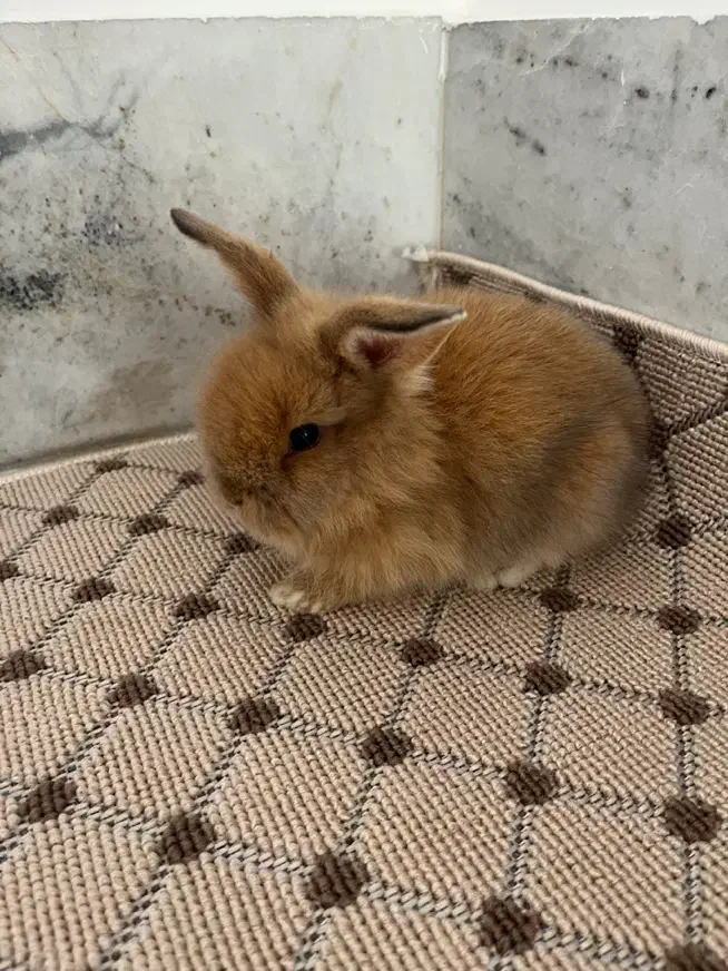 خرگوش لوپ سه عدد|موش و خرگوش|بابل, |دیوار