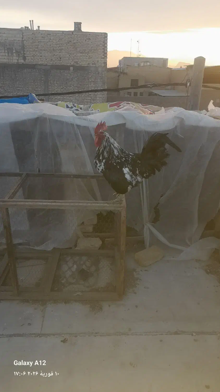 خروس گلین لری|حیوانات مزرعه|یزد, |دیوار