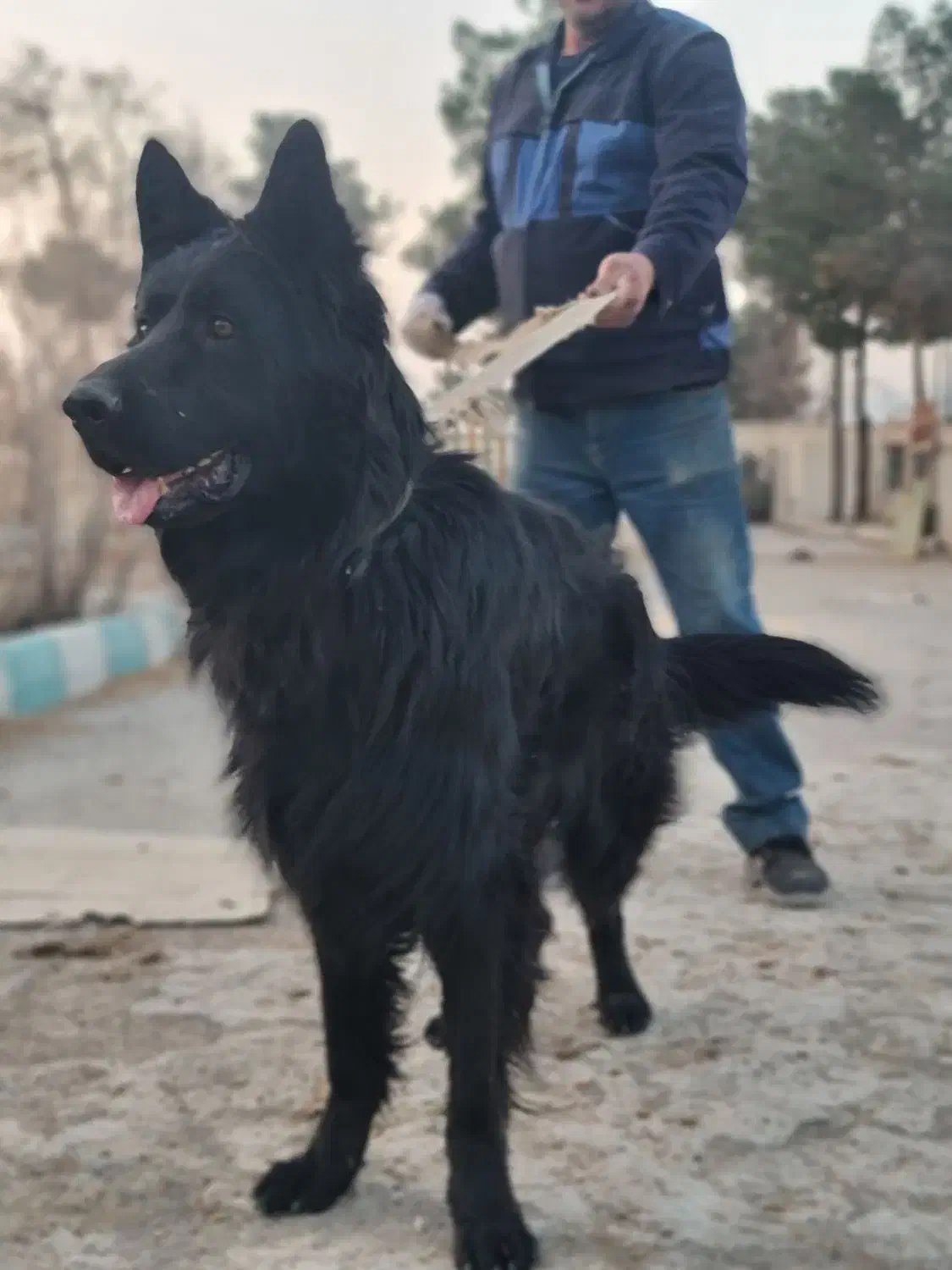 ژرمن بلک نر شولاین فقط کشش|سگ|اصفهان, بهارستان|دیوار