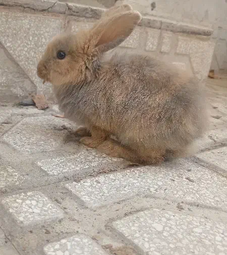 خرگوش لوپ ملوس|موش و خرگوش|سبزوار, قدس|دیوار
