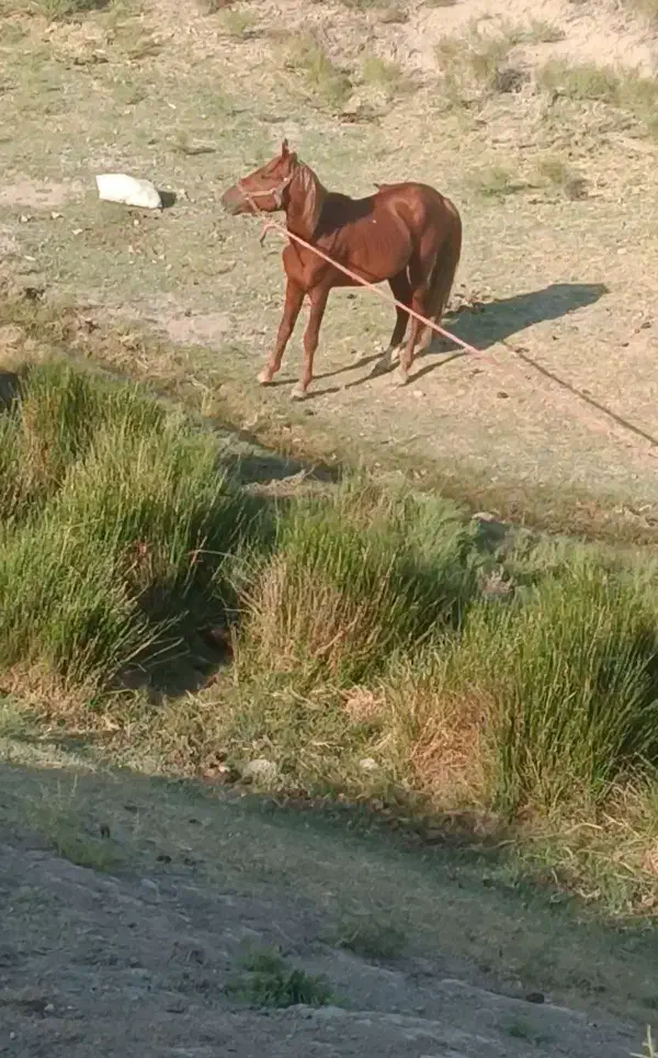 اسبنریان|اسب و تجهیزات اسبسواری|جلفا, |دیوار