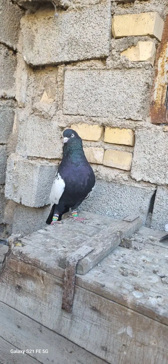 سینه سیاه|پرنده|کارون, |دیوار