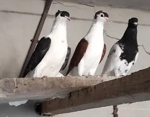 انواع کبوتر|پرنده|کنارک, |دیوار