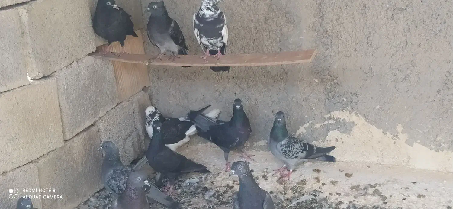 ده کبوتر خورموج|پرنده|خورموج, |دیوار