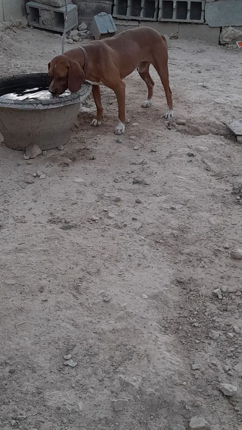 شکاری ۱۵ ماهه مخصوص پرنده و شکار ردزن|سگ|آشخانه, |دیوار