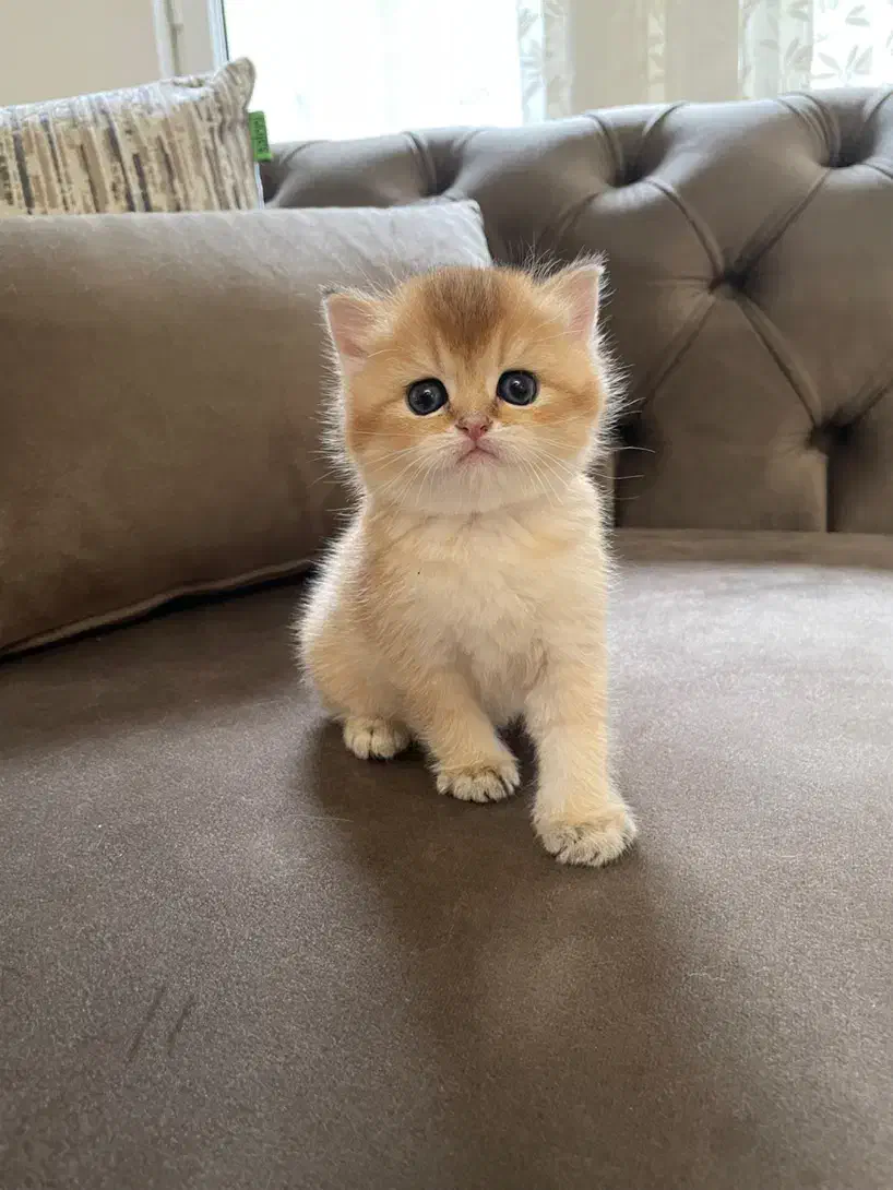 گربه اسکاتیش بریتیش|گربه|تهران, تهرانپارس جنوبی|دیوار