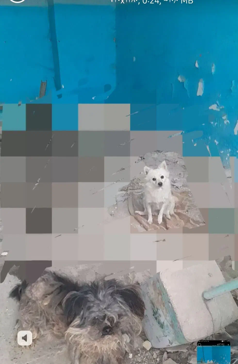 سگ پاکوتاه ماده سالم و بازی گوش حرف گوش کن|سگ|سرعین, |دیوار