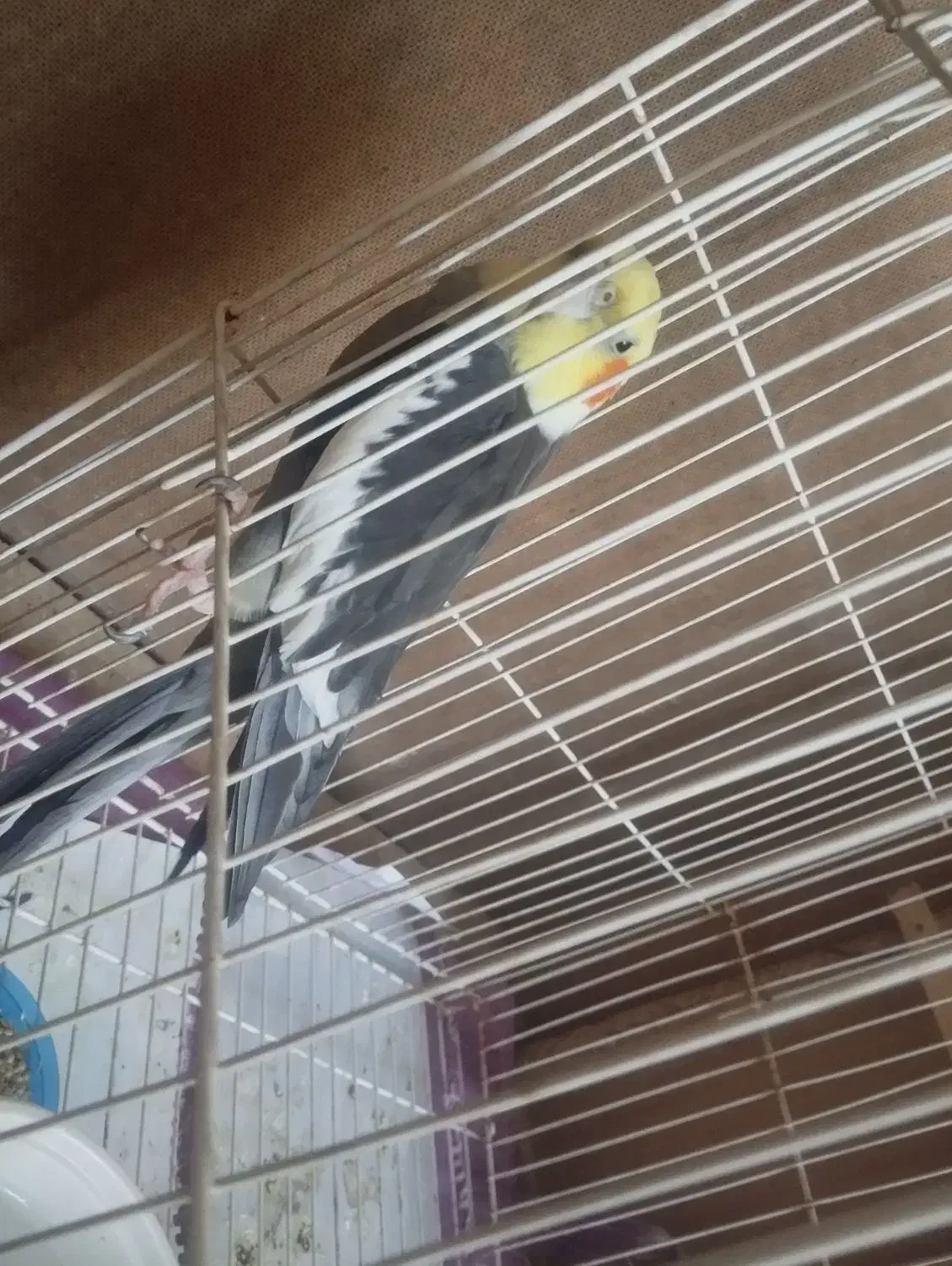 پرنده|پرنده|قلندر آباد, |دیوار