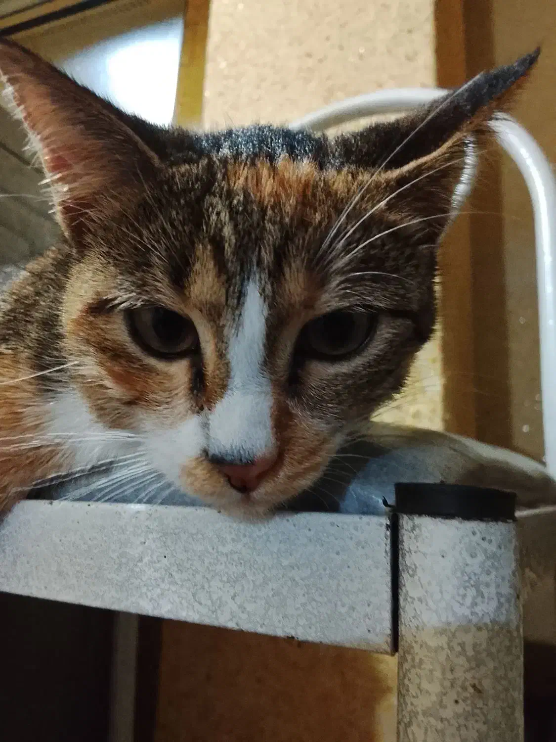 گربه رایگان|گربه|لاهیجان, خالو باغ|دیوار