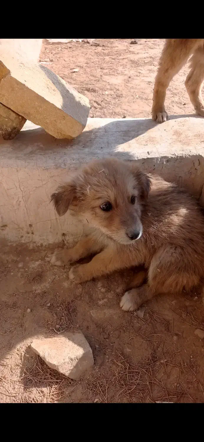 واگذاری توله سگ سرابی|سگ|یزد, |دیوار