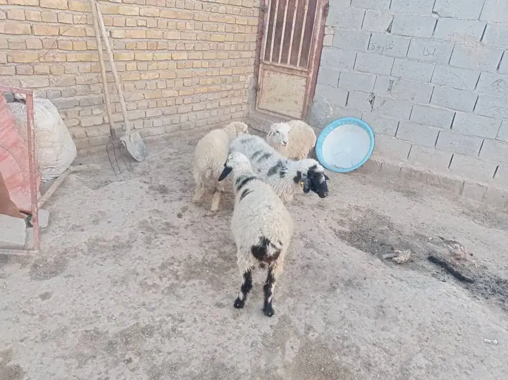 بره و میش|حیوانات مزرعه|کرباسک, |دیوار