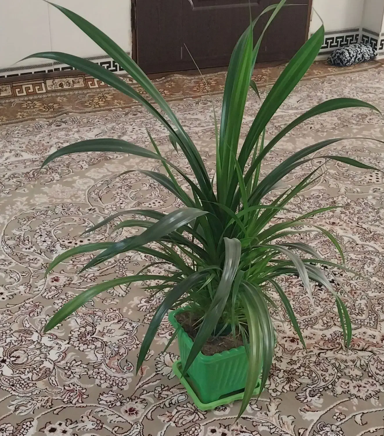 انواع گل‌های شاداب خانگی زیبا با قیمت مناسب|گل و گیاه طبیعی|کرمانشاه, |دیوار