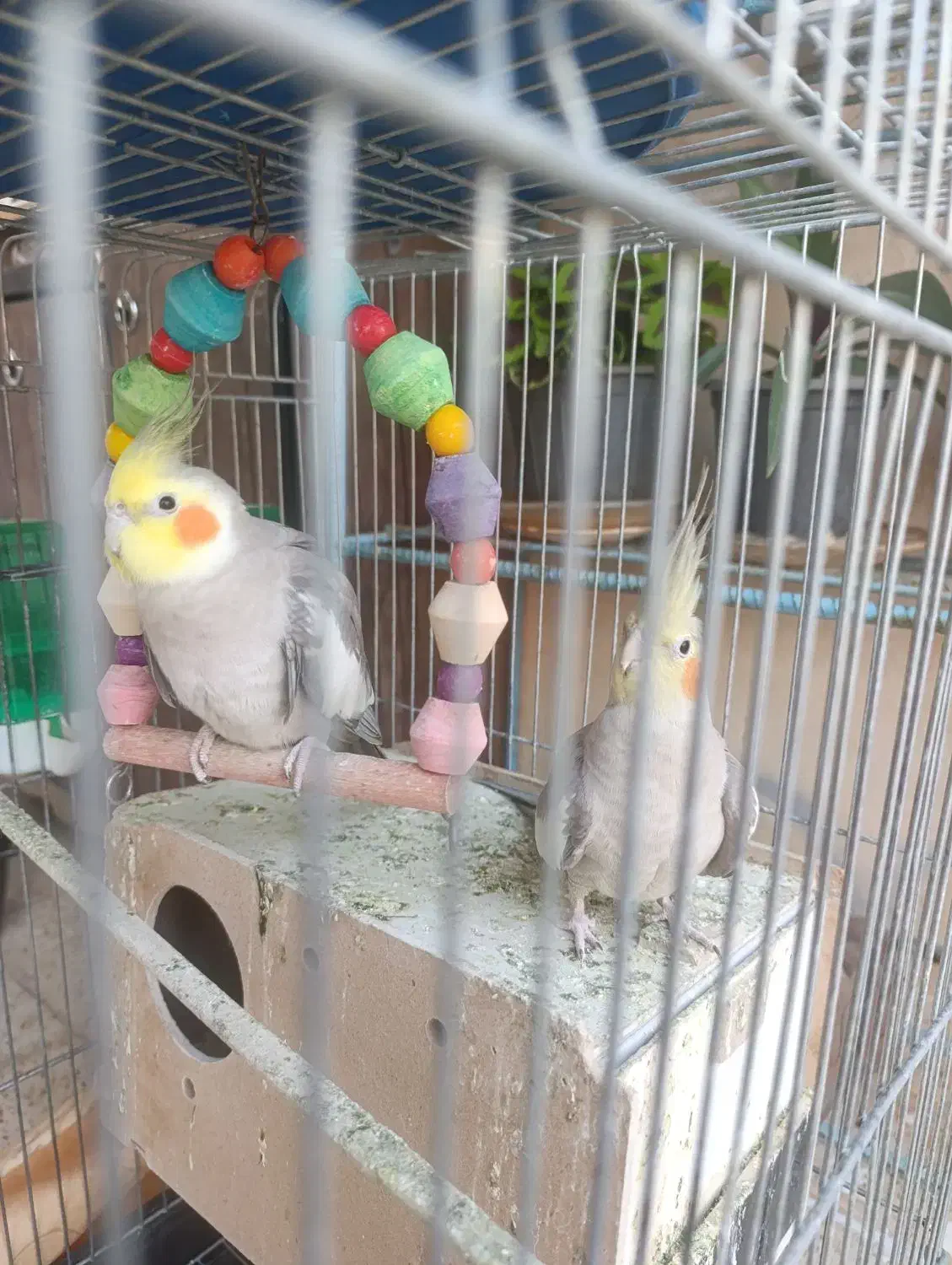 پرنده|پرنده|مسجد سلیمان, |دیوار