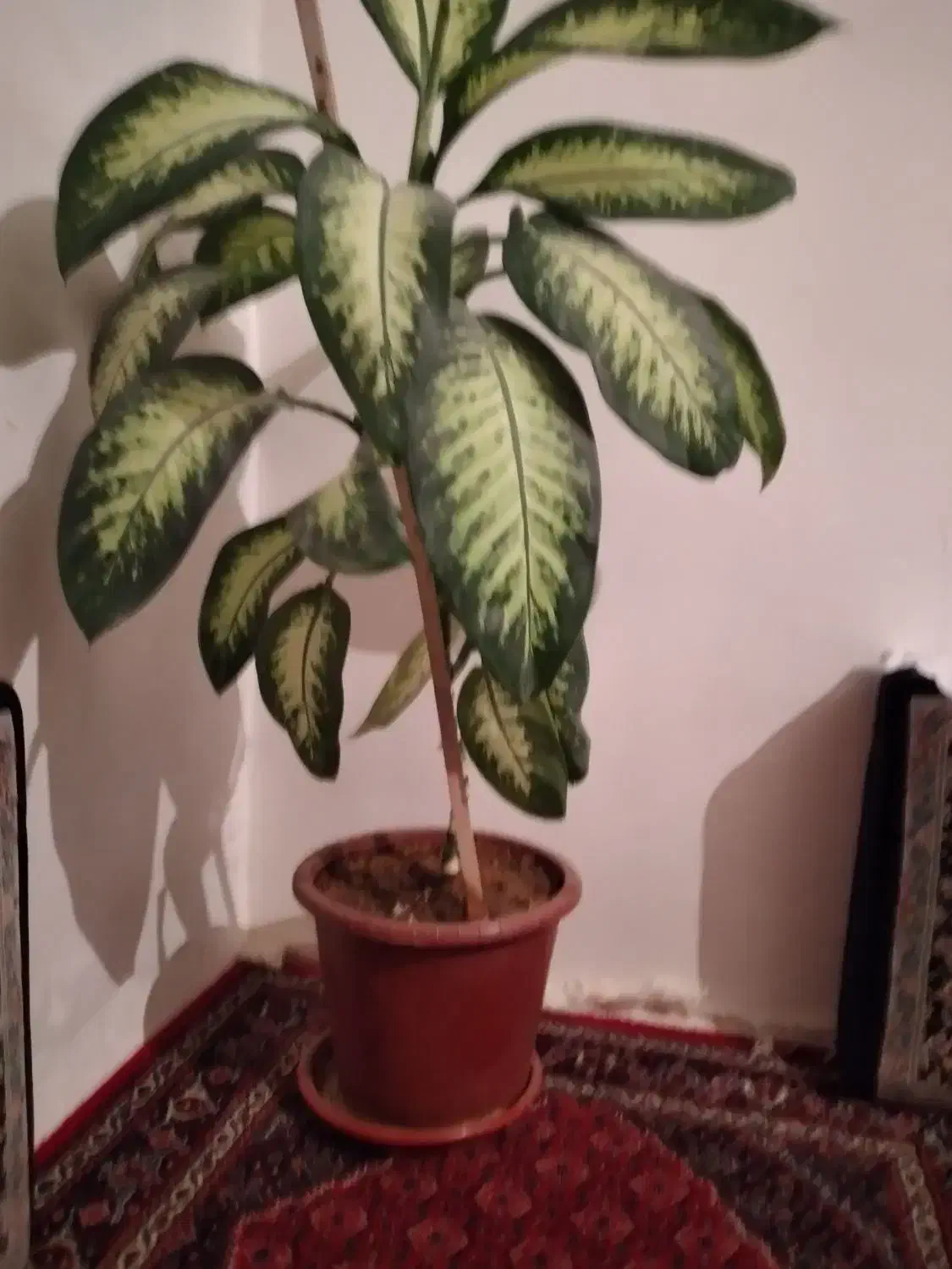 گل طبیعی دیفن باخیا|گل و گیاه طبیعی|کرمانشاه, |دیوار