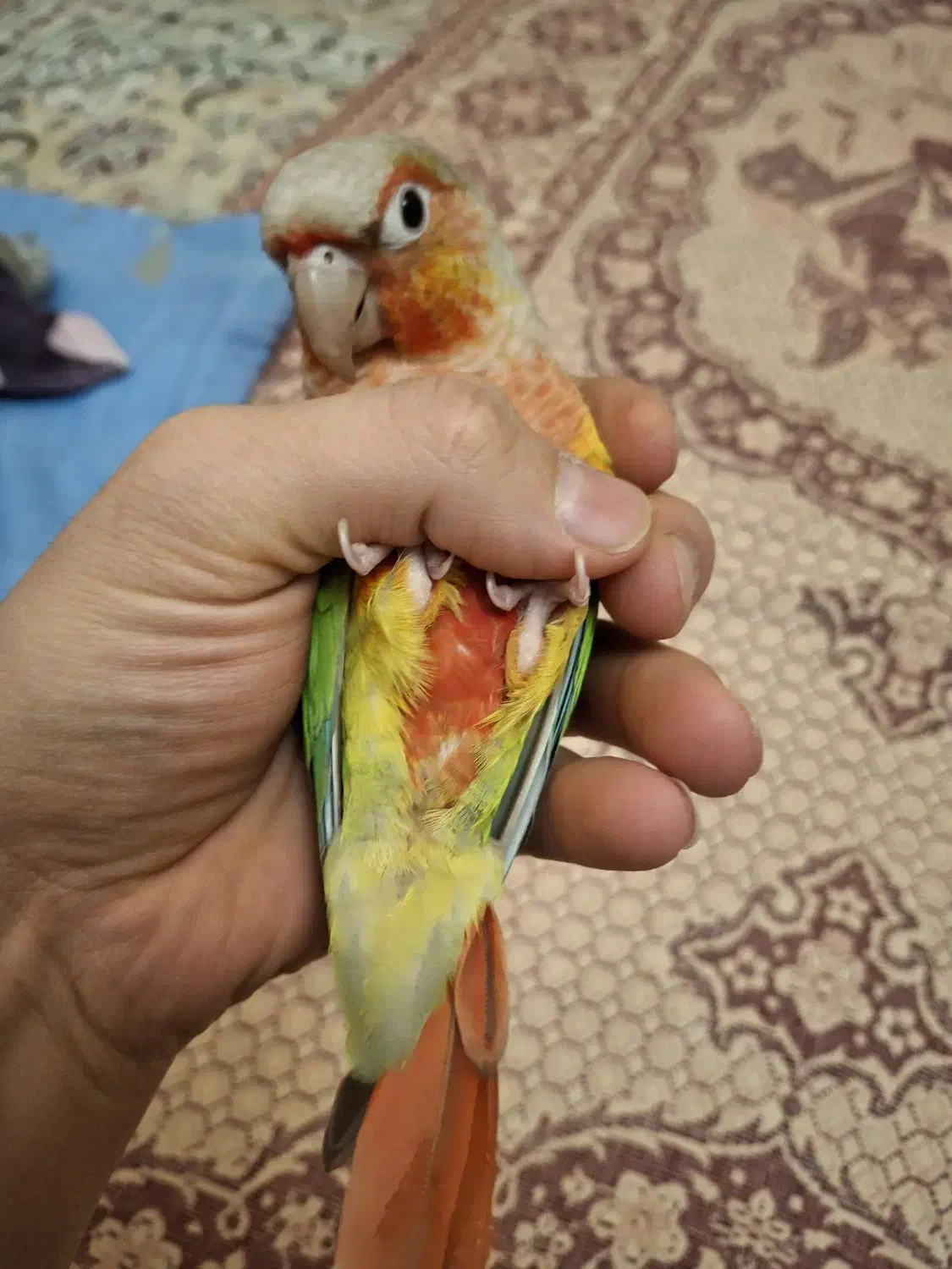 طوطی گرینچیک|پرنده|فردیس, قریشی|دیوار