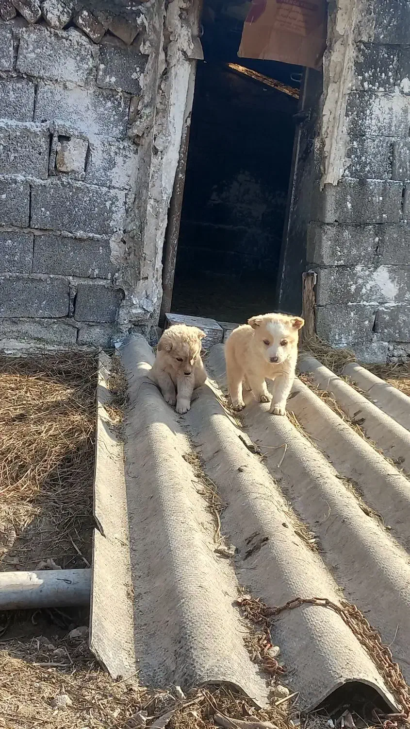 دوتا توله سگ دوماهه نر|سگ|شیرگاه, |دیوار