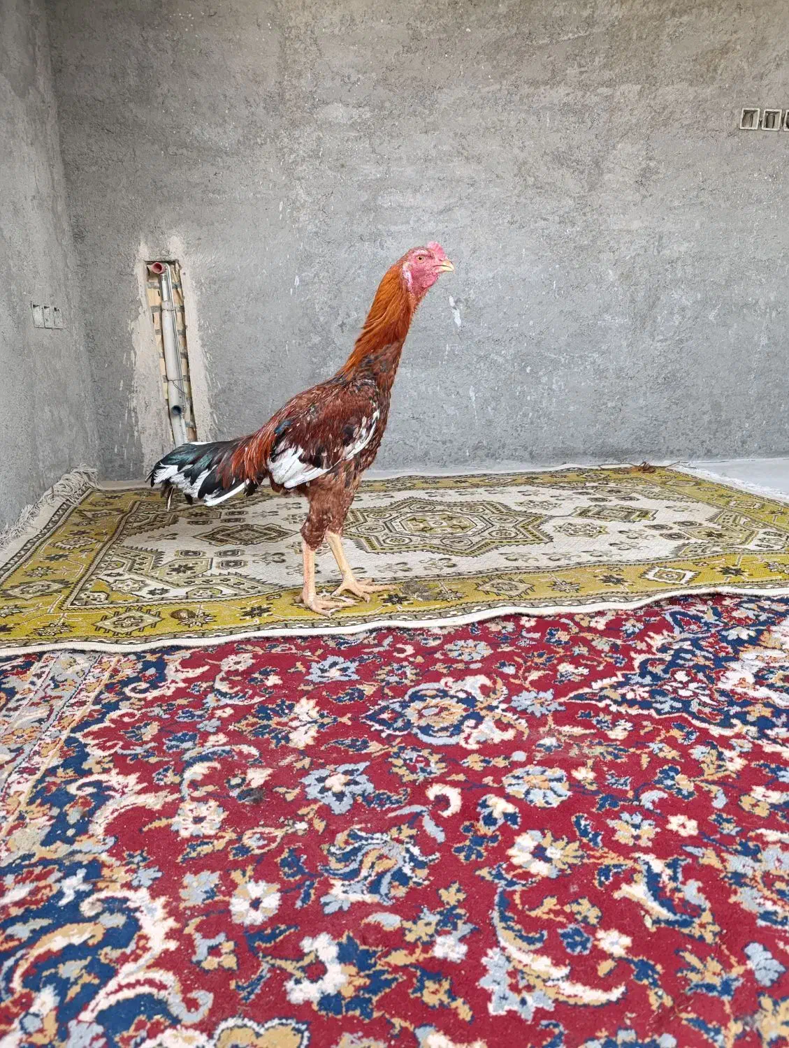 جوجه خروس لاری|حیوانات مزرعه|گمیشان, |دیوار