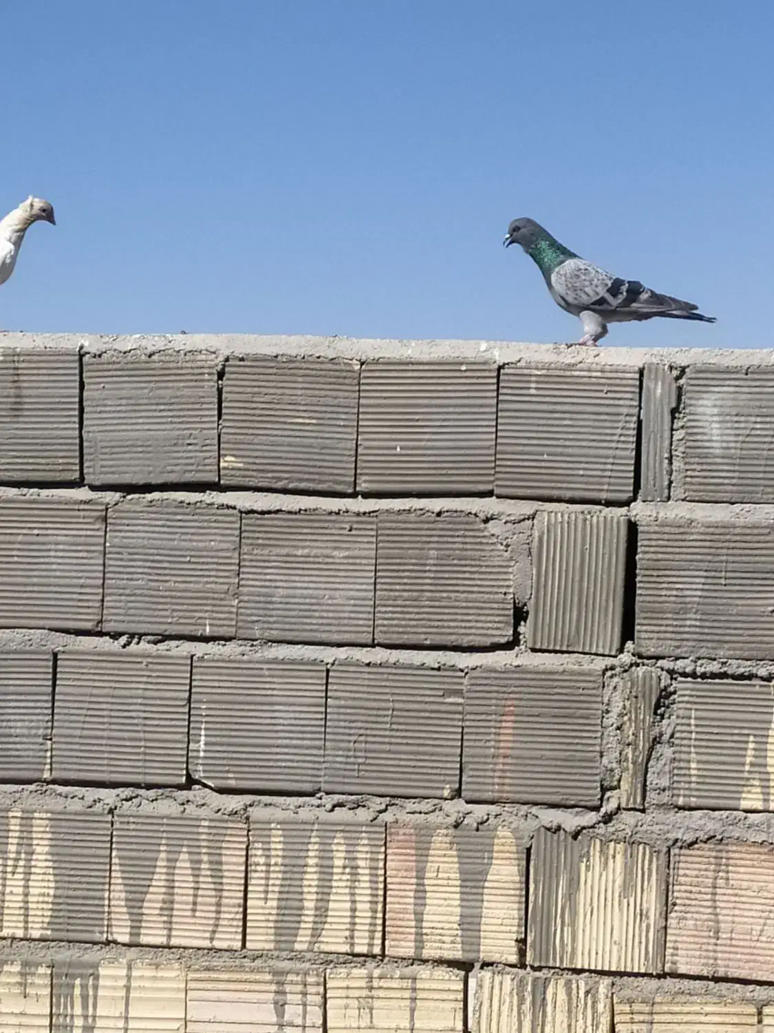 کبوتر|پرنده|مشهد, امیر المومنین|دیوار