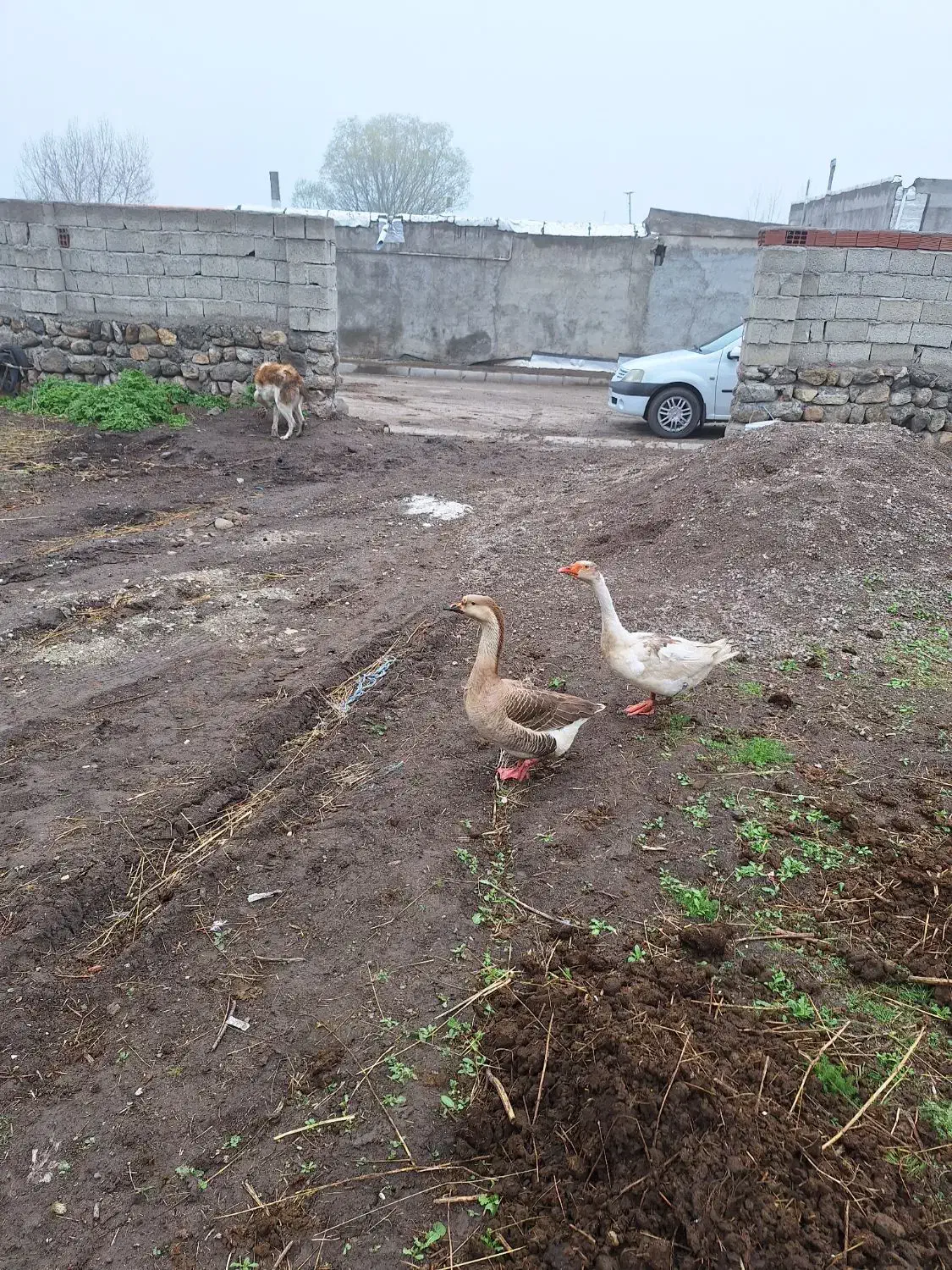 غاز|حیوانات مزرعه|اردبیل, |دیوار