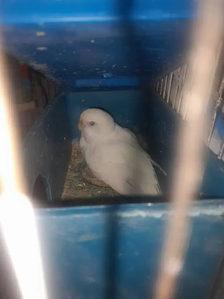 مرغ عشق|پرنده|دوگنبدان, |دیوار