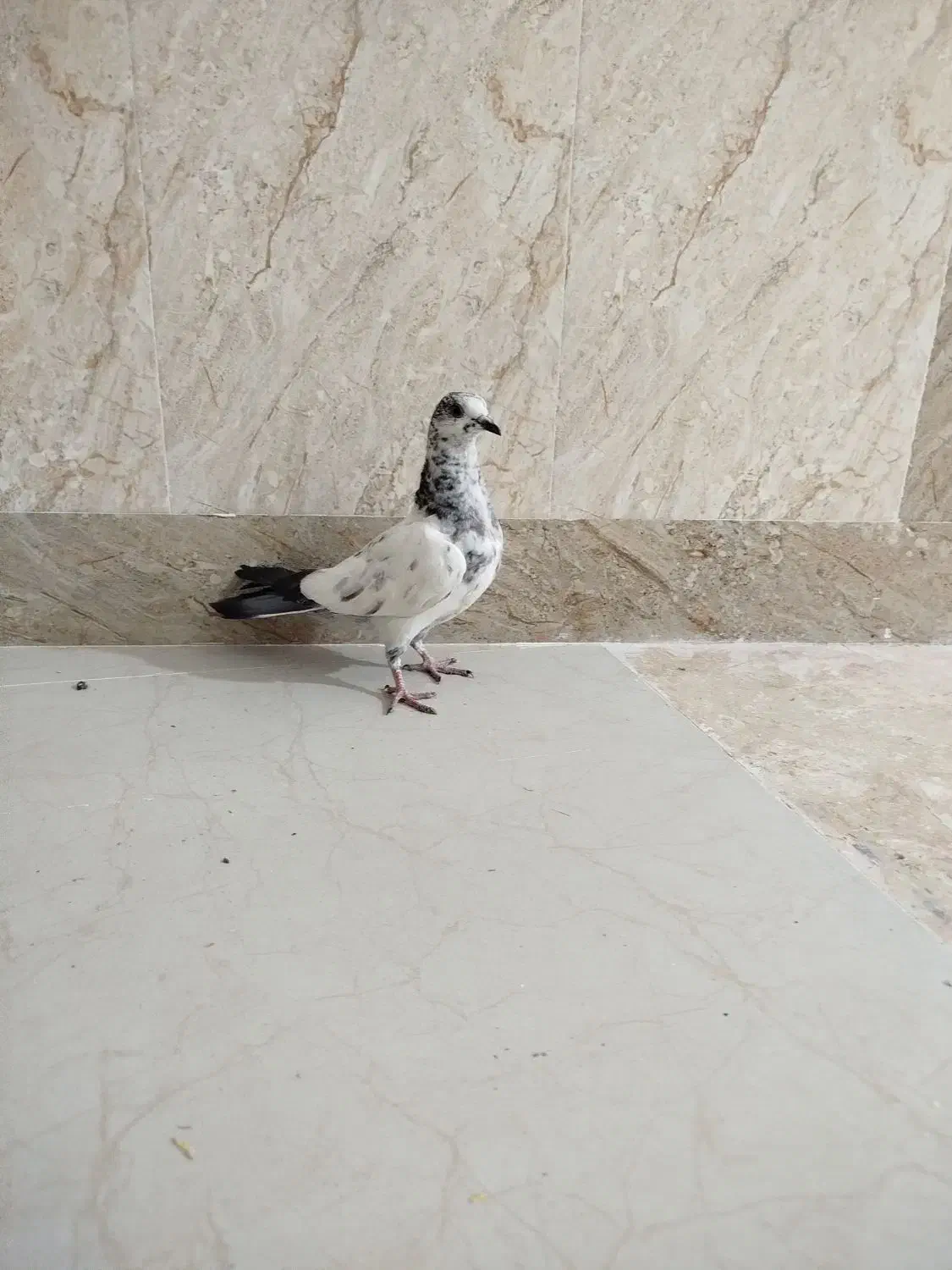 کبوتر باختی گرفتم|پرنده|ایرانشهر, |دیوار