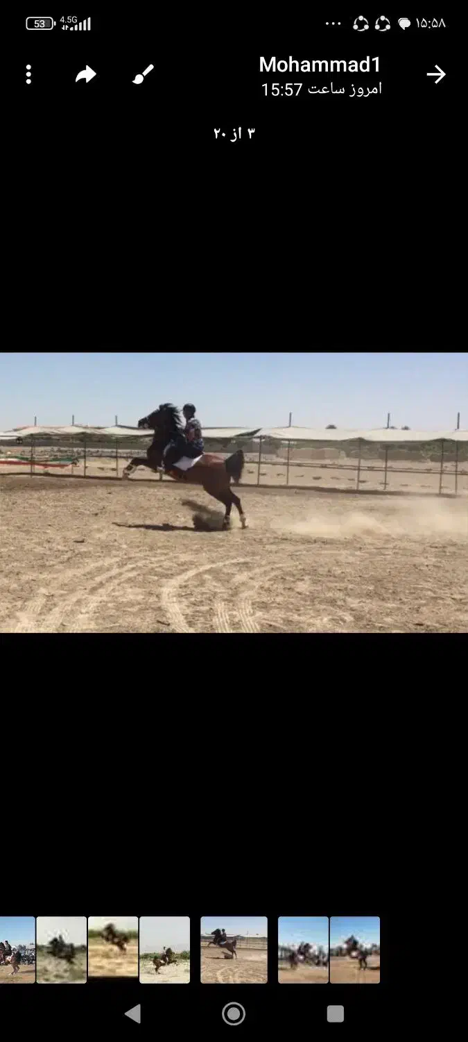 اسب کرد مدرک دار|اسب و تجهیزات اسبسواری|ساوه, |دیوار